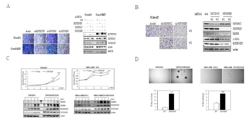KITENIN 결합단백인 MYO1D의 암세포에서의 기능 확인