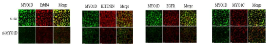 MYO1D 발현 억제 후 KITENIN 혹은 여러 RTK의 세포내 위치와 분포 확인