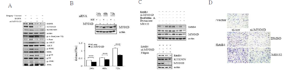 MYO1D가 EGFR에 의해 활성화되는 downstream signaling pathway에 미치는 효과 확인과 RTK 발현 억제 기전 규명