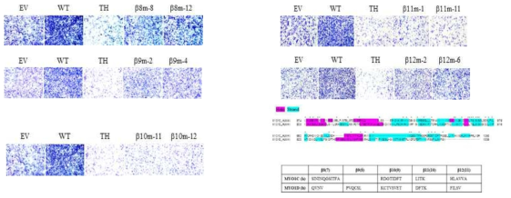 MYO1D-TH의 βsheets mutants 제작과 대장암 세포 전이 조절 유효 부위 규명