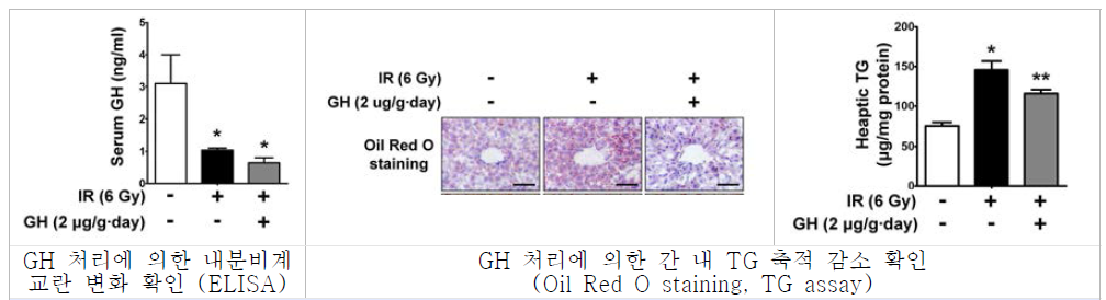 NAFLD 모델에서 GH 처리에 따른 간 내 지질 축적 변화 확인