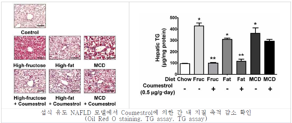 섭식 유도 NAFLD 모델에서 coumestrol에 의한 간 내 지질 축적 변화 확인