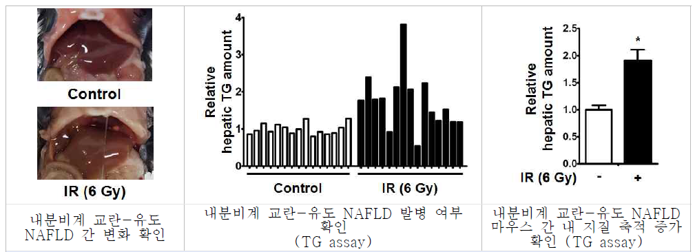 내분비계 교란-유도 NAFLD 지질 축적 확인