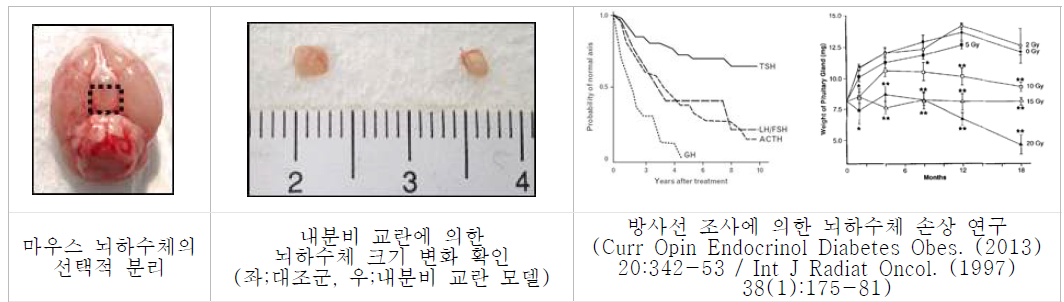 내분비계 교란 마우스의 뇌하수체 손상 확인