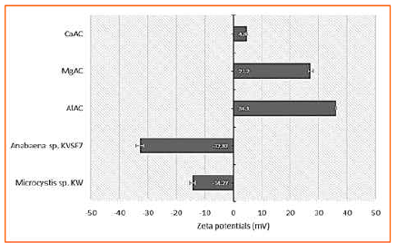 아미노점토와 남조류의 zeta potential