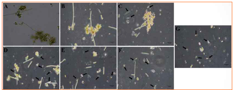 아미노점토와 co-culture 남조류 배양에 따른 광학 현미경 이미지 (Images of algal cells in co-culture obtained under optical microscopy. (A) Control culture without MgAC; (B) (1.0 g/L) MgAC-treated mixture cells at day 1; (C) Cell death occurrence at days 2; (D) More encapsulation, fragmentation and cell death at day 3; (E) Distortion and death of algal cells at day 4; (F) Algal cell death at day 5; (G) Algal cell death at day 6. The black arrows indicate the cell fragmentation, lysis, and death)