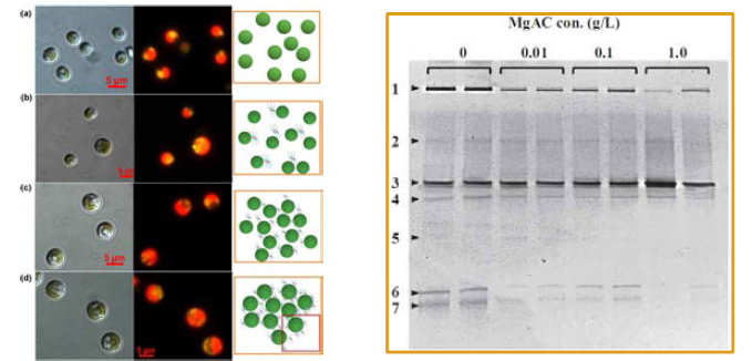 MgAC 투입양의 증가 (a -> d)에 따른 광학 및 형광 현미경 사진 및 MgAC 투입양의 증가에 따른 미세조류 성장에 경쟁적인 MgAC가 낱개의 미세조류 세포를 둘러싸서 성장하는 각각의 모식도(왼쪽)과 박테리아 분포의 감소를 보여주는 DGGE 패턴(오른쪽)