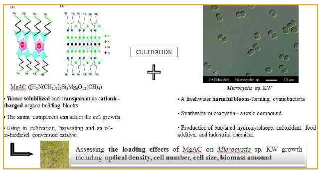 MgAC 투입 농도별 Microcystis sp. KW의 성장 패턴 파악 실험 모식도