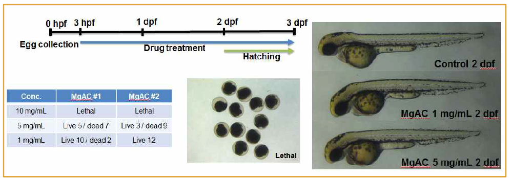 고농도 MgAC 투입농도에 따른 zebrafish 발생독성