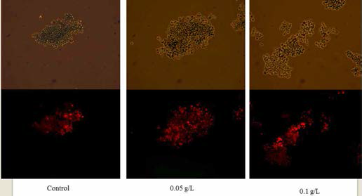 Microcystis sp. KW의 아미노점토 농도에 따른 형광 세포 이미지