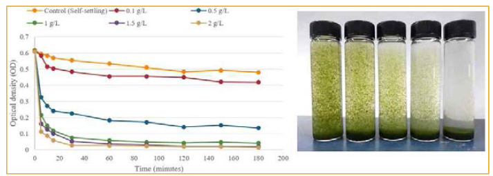 Microcystis sp. KW의 아미노점토 농도별 첨가 배양에 따른 단백질, 탄수화물, 지질