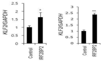 파골세포와 조골세포에서 IRF2BP2의 과발현이 KLF2의 발현에 미치는 영향