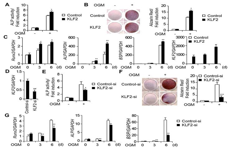 KLF2가 조골세포 분화와 활성에 미치는 영향