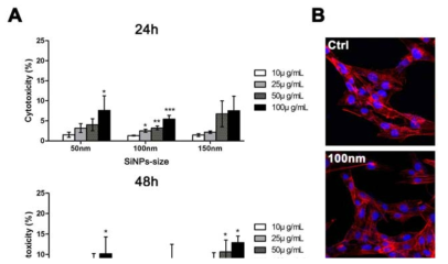 섬유주세포에서 실리카 나노입자를 처리하였을 때 LDH assay를 이용한 세포독성 확인 및 면역형광염색 결과 100 μg/mL 농도까지 유의한 세포독성을 보이지 않는 것을 확인