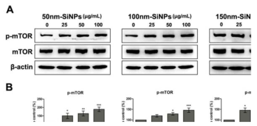 섬유주세포에서 실리카 나노입자 처리시 mTOR pathway가 활성화됨을 확인