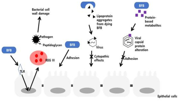 Antimicrobial mechanisms of Bifidobacteria