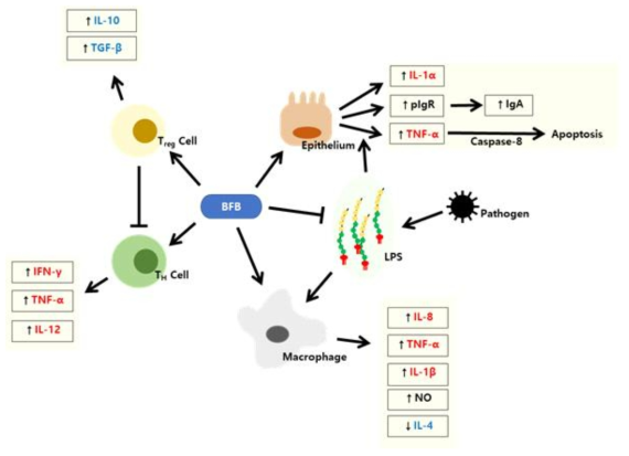 Immunomodulatory effects of Bifidobacteria