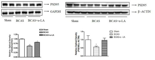 synapic density protein 변화