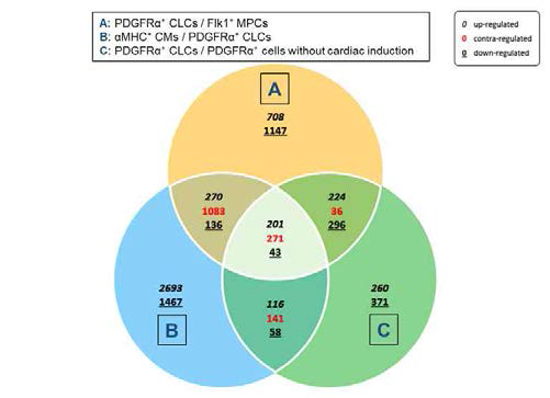 Flk1+ 중배엽세포, 심장 분화를 하지 않은 PDGFRα+ 세포, PDGFRα+ 심장근 전구세포, αMHC+ 심장근 세포에서 3배 이상 발현이 변화된 유전자수