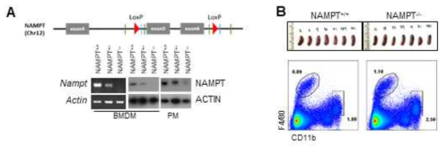 Macrophage-specific NAMPT KO mice 제작 모식도 및 spleen 분석. (A) Macrophage-specific NAMPT KO mice 제작 방법 및 validation. (B) NAMPT KO에 따른 splenic macrophage 분포 확인