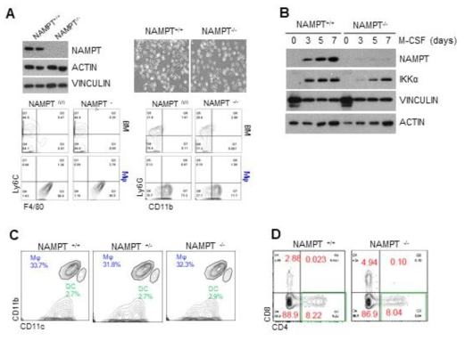 Macrophage-specific NAMPT KO mice phenotype 분석. (A, B) NAMPT KO에 의한 BMDM 분화 정도 확인. (C) NAMPT KO에 따른 intestinal macrophage 분포 확인. (D) Macrophage-specific NAMPT KO mice에서의 colonic T cell 분포 확인