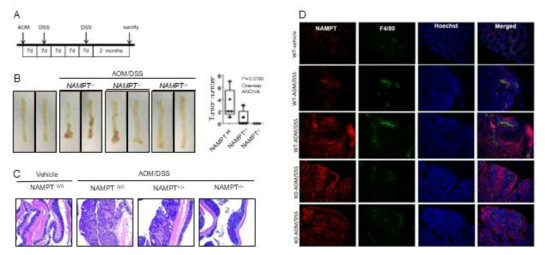 AOM/DSS-induced colon cancer model 확인 (A) AOM/DSS 실험 모식도. (B) AOM/DSS에 의한 tumor 확인. (C) H&E staining을 통한 tumor 조직 확인. (D) AOM/DSS-induced colon cancer tissues에서의 NAMPT 및 macrophage 분포 확인