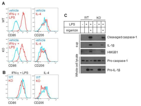 (A, B) NAMPT KO BMDM을 이용한 M1/M2 polarization 확인. (B) NAMPT KO BMDM에서의 inflammasome activity 확인