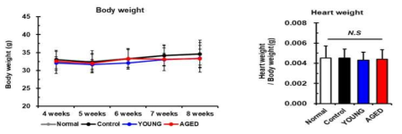 노화정도가 다른 지방줄기세포 분비 배양액 이식 후, 마우스 체중 (좌) 및 심장 무게 (우)