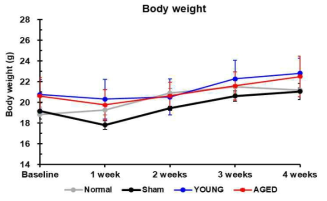노화정도가 다른 지방줄기세포 분비 배양액 이식 후, 마우스 체중