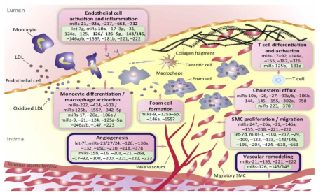 동맥경화와 관련된 다양한 microRNA