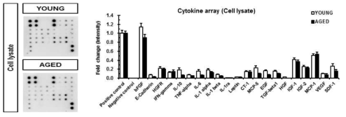 노화정도가 다른 지방줄기세포의 Cytokine array 결과