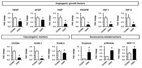 대표적 Angiogenic, Vasculogenic 및 노화관련 유전자 마커의 발현