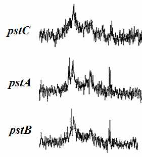 pstC, pstA 및 pstB 유전자 결핍 돌연변이주의 31P NMR (-7 ~ -14 ppm)