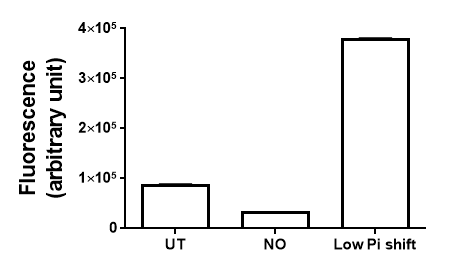 pstS-gfp 발현에 의한 세균 형광도 측정. NO 처리 및 high-to-low Pi 변화 비교. UT:untreated