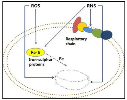 RNS (reactive nitrogen species) target