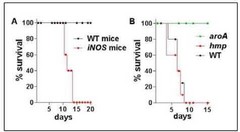 (A) iNOS KO mouse에서 살모넬라 병독성의 증가 [적은 양 (~100 CFU)의 살모넬라 이용]. (B) C57BL/6 mouse에서 살모넬라의 병독성의 비교. (~500 CFU 이용)