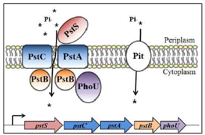 Pst 및 Pit Pi 흡수시스템의 세포내 위치 및 pst operon 구조