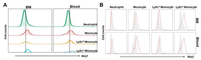 정상 상태의 Ninj1 유전자적중마우스와 대조군 마우스의 골수 및 혈액 내 면역세포를 분리 및 동정하여 Ninj1 발현세포 분석