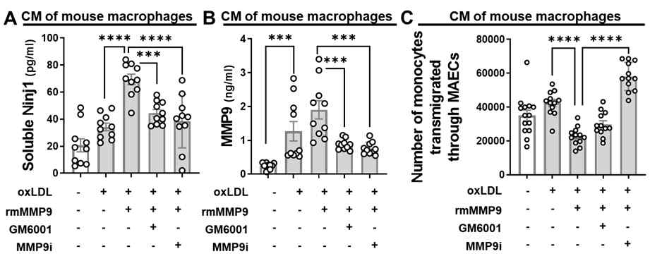 활성화된 MMP9에 의해 분비된 sNinj1이 단핵구의 대동맥 혈관내피세포로의 유입에 미치는 영향 분석