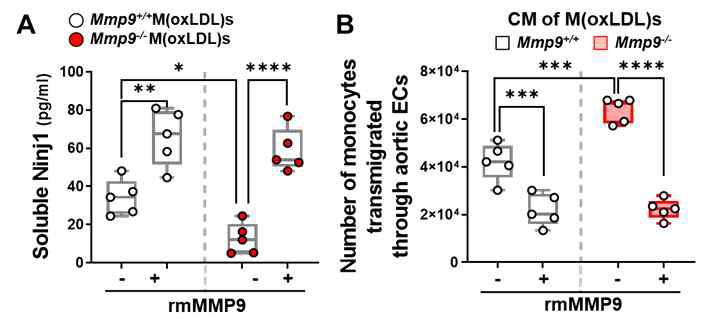 Mmp9 결핍에 의해 sNinj1의 분비감소가 단핵구의 대동맥 혈관내피세포로의 유입에 미치는 영향 분석