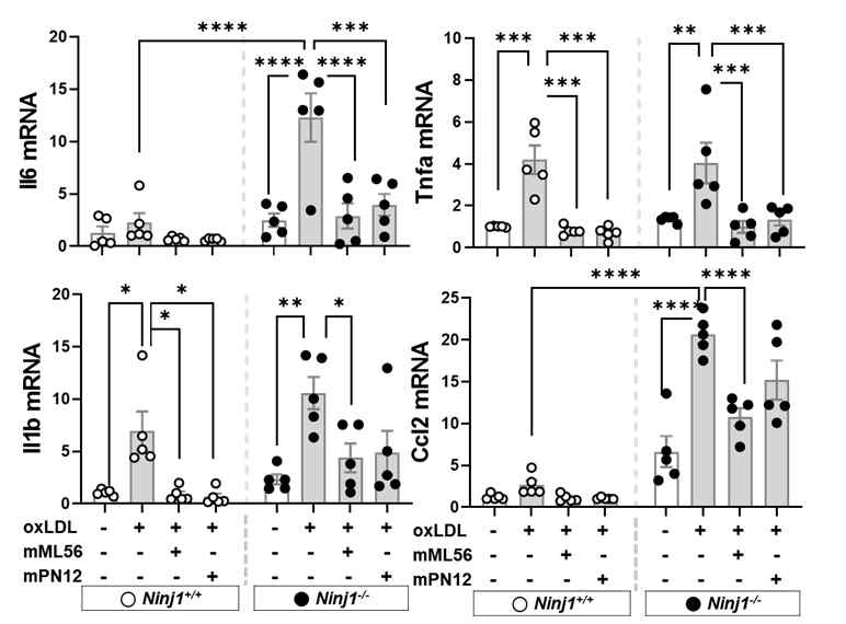 sNinj1 펩타이드의 처리가 Ninj1+/+ 와 Ninj1-/- 대식세포의 염증인자 발현에 미치는 영향 분석