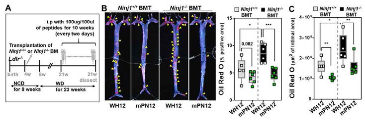 골수세포 특이적 Ninj1 결핍 마우스에서의 sNinj1 펩타이드의 동맥경화 병변 생성에 미치는 영향 분석