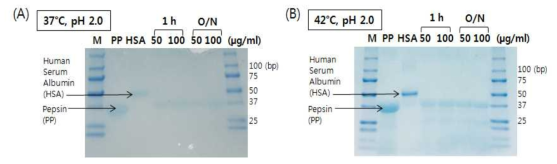 산성조건 (pH 2.0)에서 온도 변화에 따른 펩신의 단백질 분해능의 결과 (A) 37°C, (B) 42°C