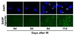 CCFs formation and SASP activation in deep senescence. The arrow indicates CCFs formation