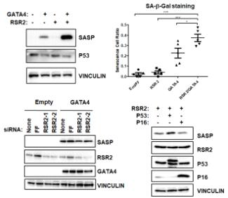 RSR2 cooperates with GATA4 to promote senescence