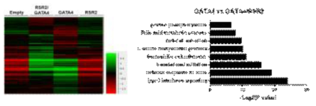 Differential gene expression by GATA4 and RSR2