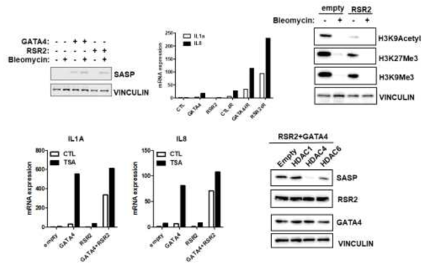 RSR2 regulates SASP via the regulation of histone modification