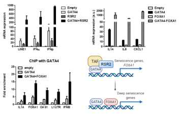 Regulation of LINE-1 activation and IFN-1 induction