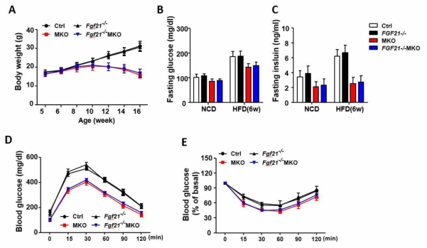 FGF21KO와 FdKO마우스의 대사표현형 분석