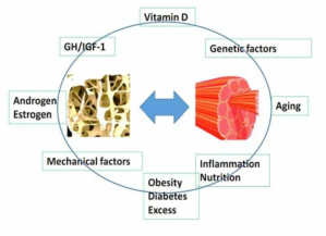 근육-뼈 상호작용에서 여러 가지 관련 인자
